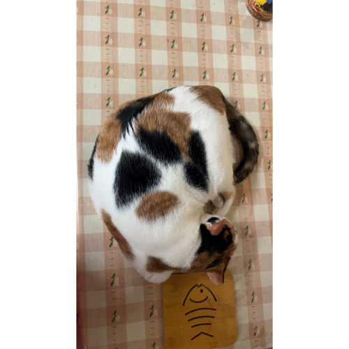 曾