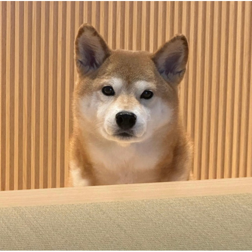 地瓜球